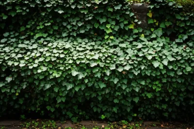 Illustration grown - Image 1