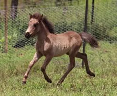 Illustration colt - Image 2