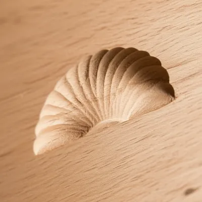 Illustration shell - Image 1