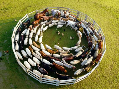 Illustration corrals - Image 1