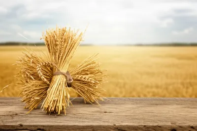 Illustration huts - Image 1