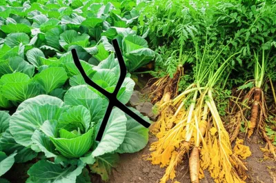 Illustration born - Image 1