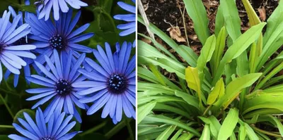 Illustration chicory