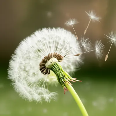 Illustration scattered