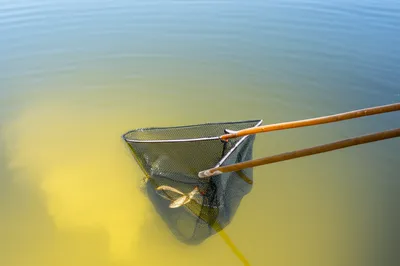 Illustration netting - Image 1