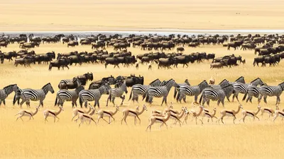 Illustration herds - Image 1
