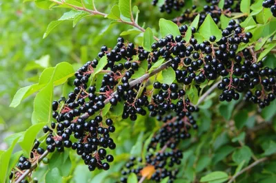 Illustration blackcurrant - Image 1