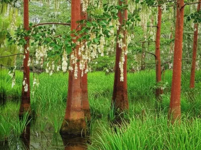 Illustration titi - Image 1