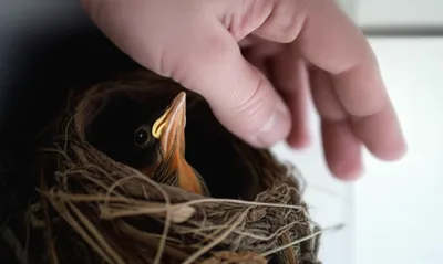 Illustration plucked - Image 1