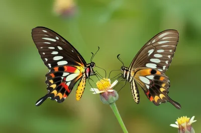 Illustration demon - Image 1