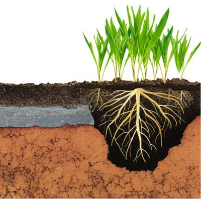 Illustration hardpan - Image 1