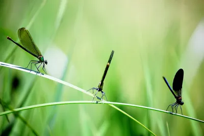 Illustration damselflies - Image 2