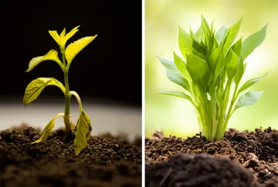 Illustration adjusted - Image 1