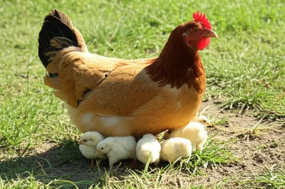 Illustration brood - Image 1