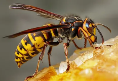 Illustration hornets - Image 1