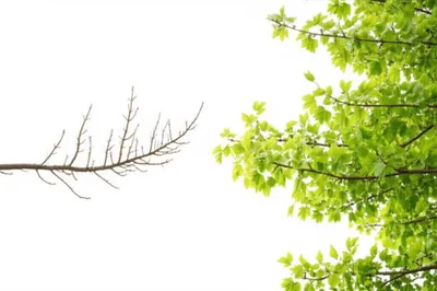 Illustration foliated