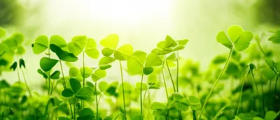 Illustration alleluia - Image 1