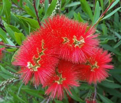 Hình ảnh minh họa bottlebrush - Ảnh 1