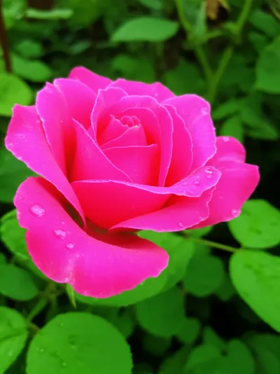 Illustration fresher - Image 1