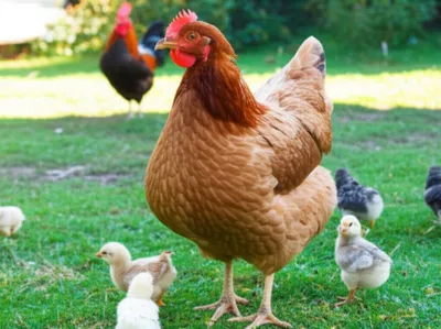 Illustration hens - Image 1