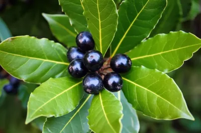 Illustration bayberry - Image 1