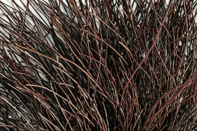 Illustration spray - Image 1