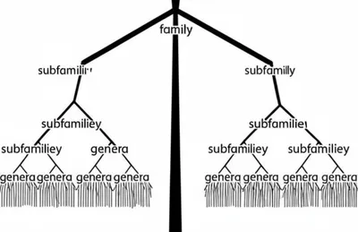Illustration subfamilies