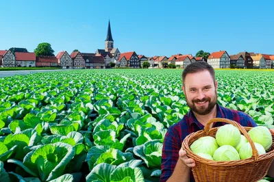 Illustration krauts - Image 1