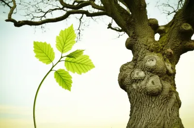 Illustration buxom - Image 1