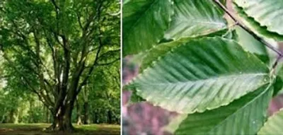 Illustration beech - Image 2