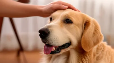 Illustration fondling - Image 1