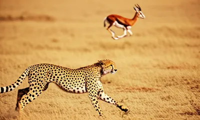 Illustration coursed - Image 1