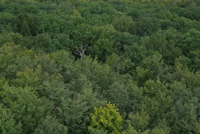 Illustration treetops - Image 2