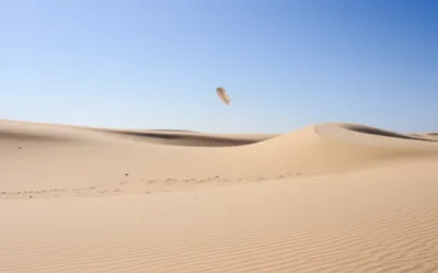 Illustration feathers - Image 1