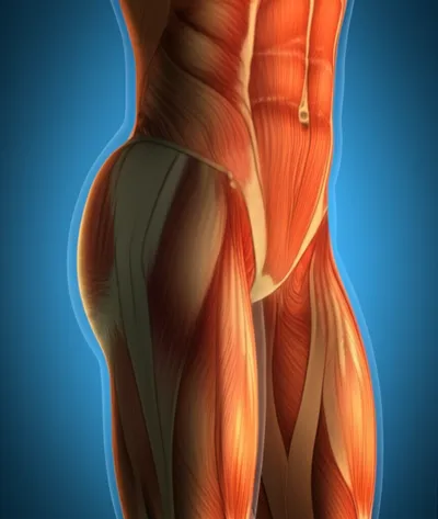 Illustration iliacus