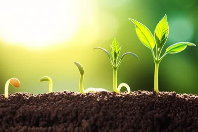 Illustration grew - Image 1