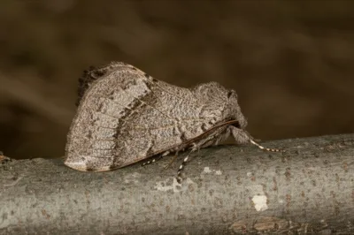 Illustration pinion - Image 1