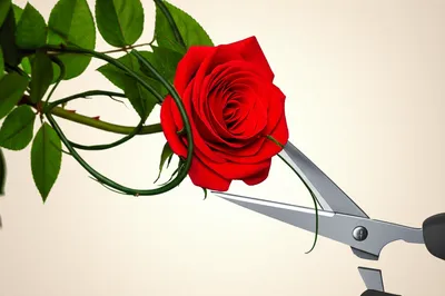 Illustration snipped - Image 1