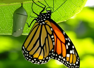 Illustration unfold - Image 1