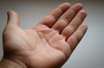 Illustration palms - Image 1