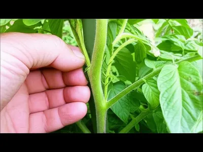 Illustration sucker - Image 1