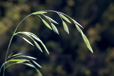 Illustration brome - Image 2