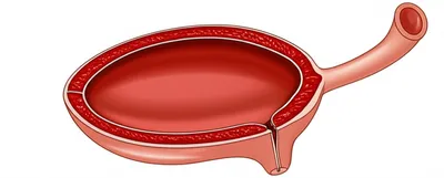 Illustration bladder - Image 1