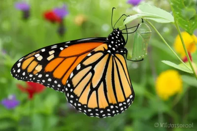 Illustration imagines - Image 1