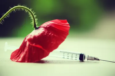 Illustration trot - Image 1