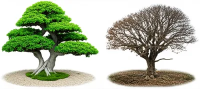 Illustration preened - Image 1