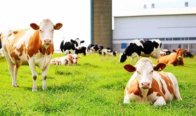 Illustration dairy - Image 1