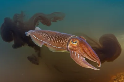 Illustration sepias - Image 1