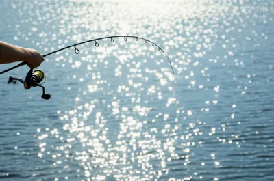 Illustration castor - Image 1