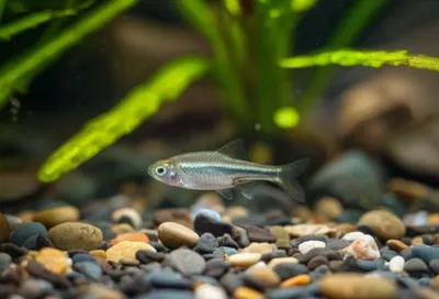 Illustration minim - Image 1